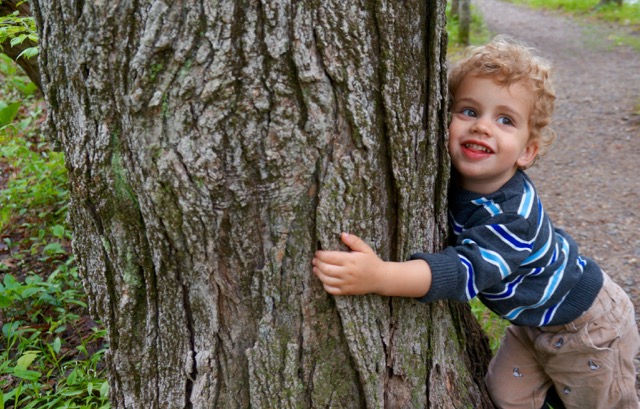 Greenwich Tree Conservancy