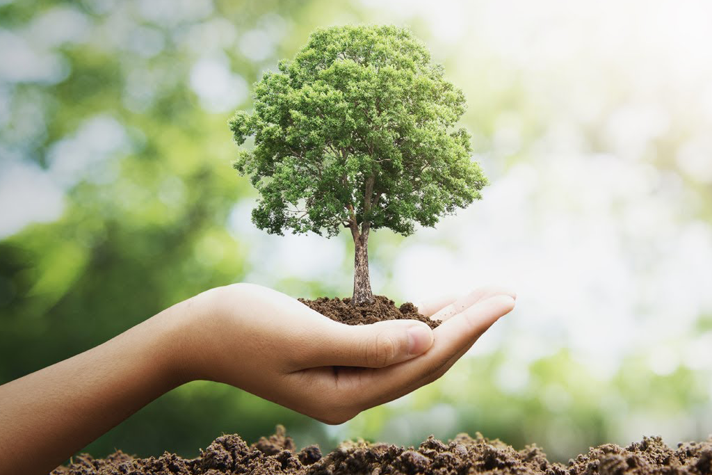 The Proper Way to Plant a Tree