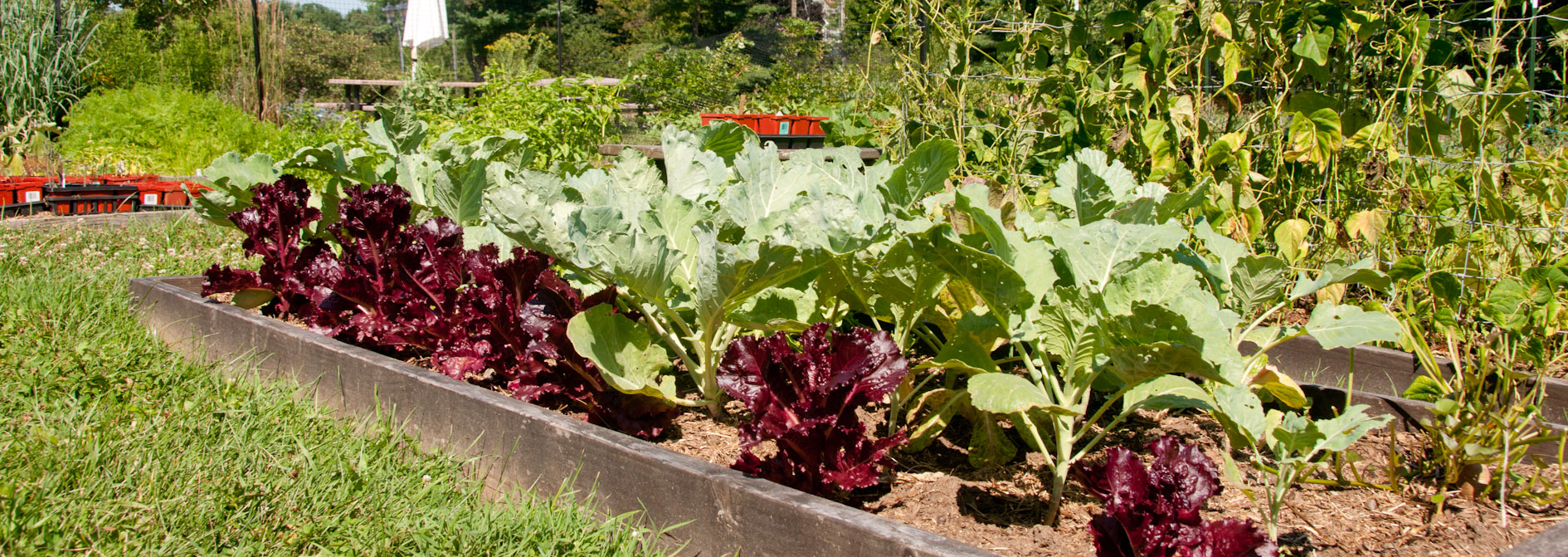 Grow a Row of Hope- Community Gardens in Fairfield